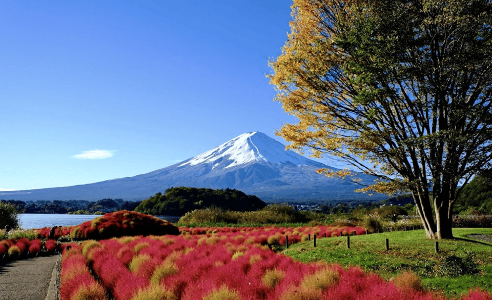 From Tokyo: Mt. Fuji Private Day Tour With English Driver - Accessibility Features