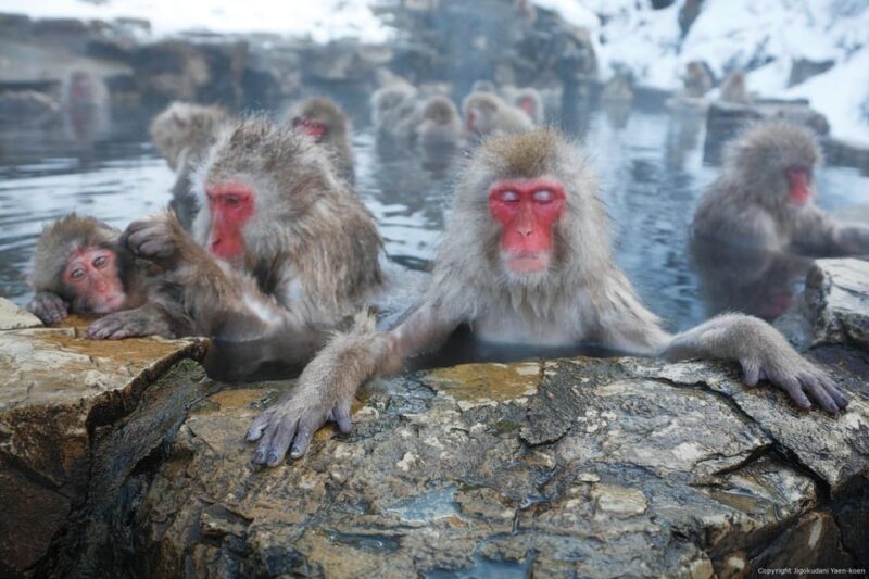 From Tokyo: Nagano Private Full Day Trip - Transportation Details