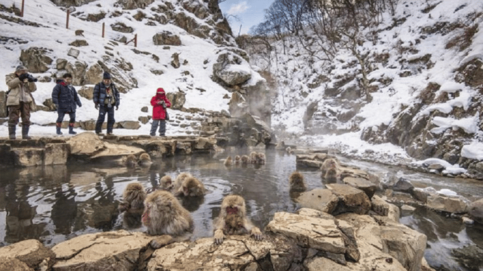 From Tokyo: Private Tour Snow Monkey Park & Zenko-ji Temple - Included Amenities