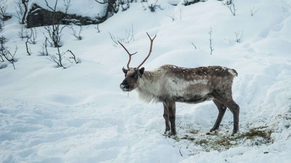 From Tromsø: Fjords Small Group Bus Tour - Whats Included