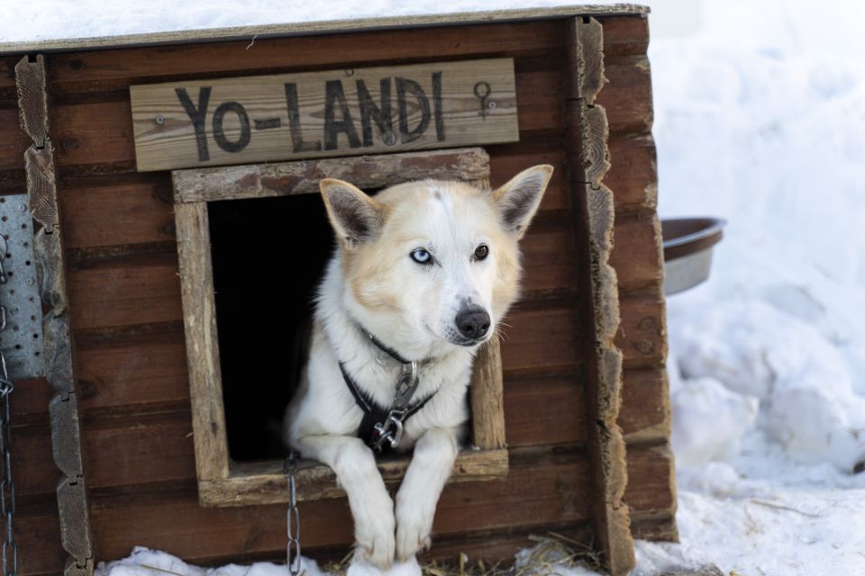 From Tromsø: Fun and Easy Dog Sledding Adventure - Highlights of the Adventure