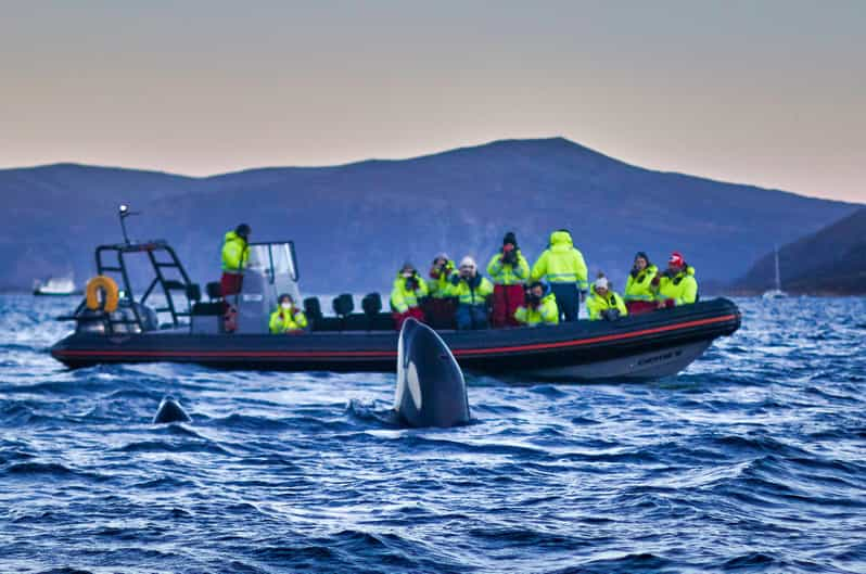 From Tromso: Whale Watching in Magic Skjervoy - Group Size and Safety Information