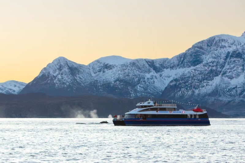 From Tromsø: Whale Watching Safari on High-Speed Catamaran - Experience Highlights