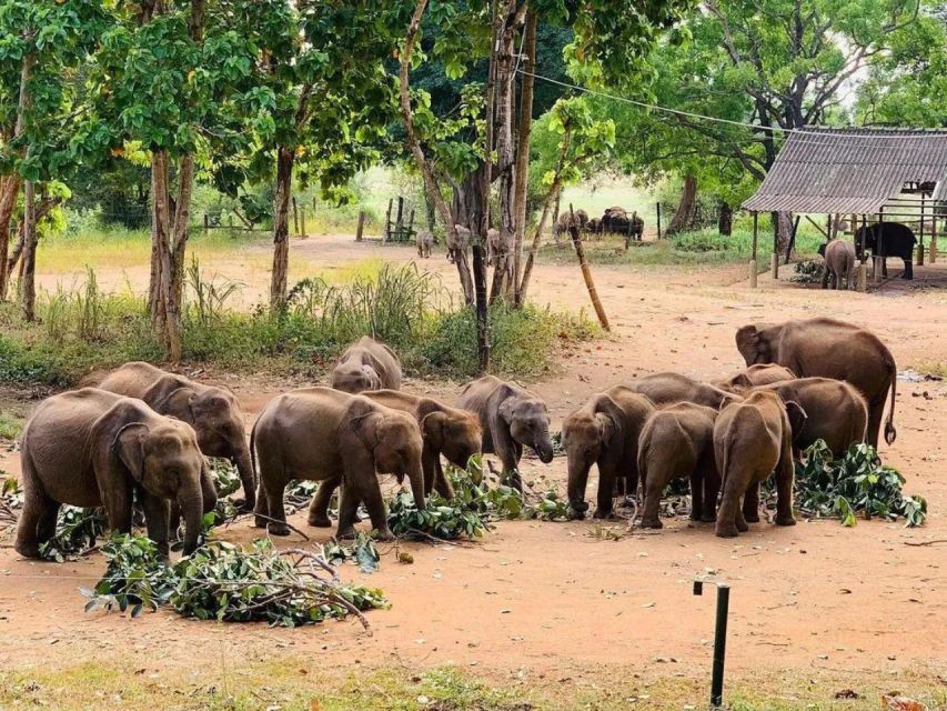 From Udawalawe: Jeep Safari and Elephant Transits Home Tour - Elephant Transits Home