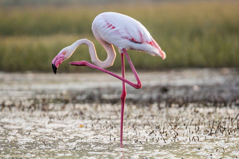 From Valencia: Private Albufera Van Tour With Boat Ride - Highlights of the Tour