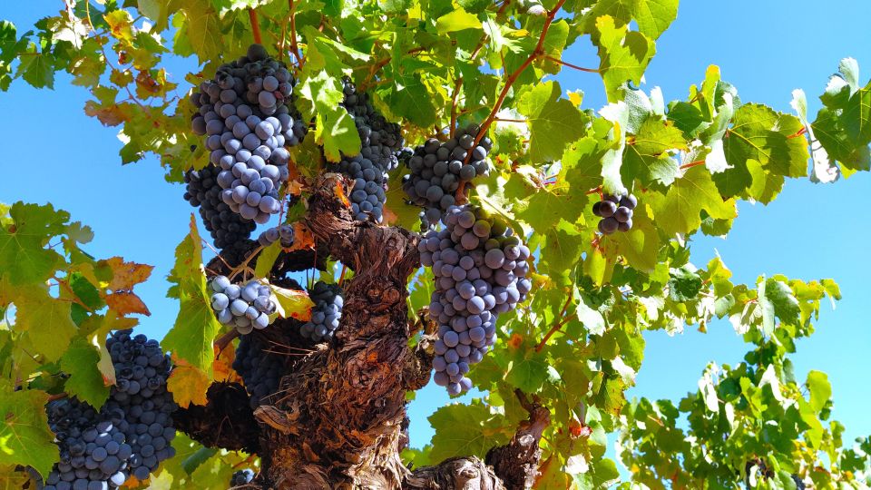 From Valencia: Requena Wine Tour With Tastings - Highlights and Activities