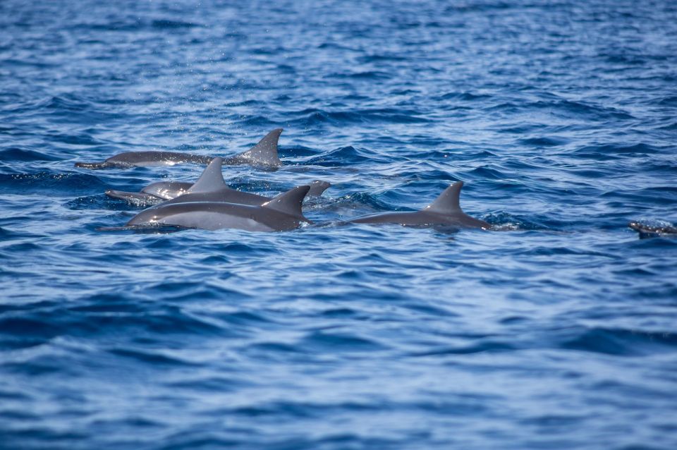 From Zadar: Private Half-Day Swimming Trip by Boat - Boat Features