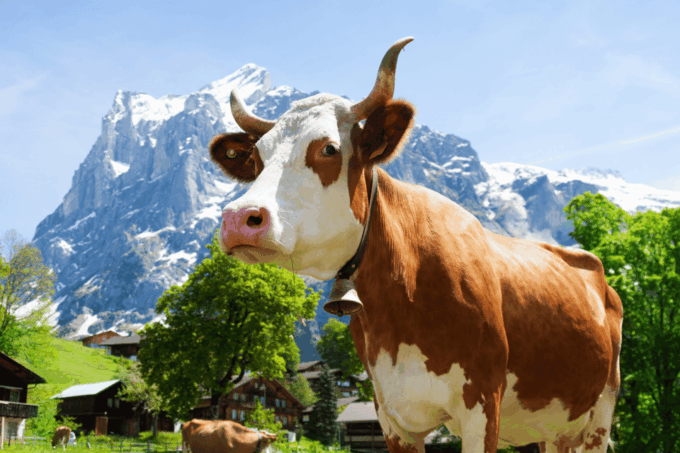 From Zurich: Chocolate & Cheese Factory, the Rhine Falls - Appenzell Village Experience