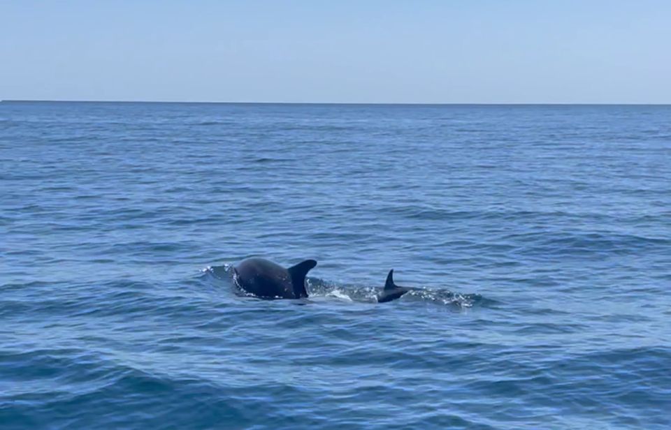 Fuengirola: Speedboat & Encounter Dolphins - Experience Highlights