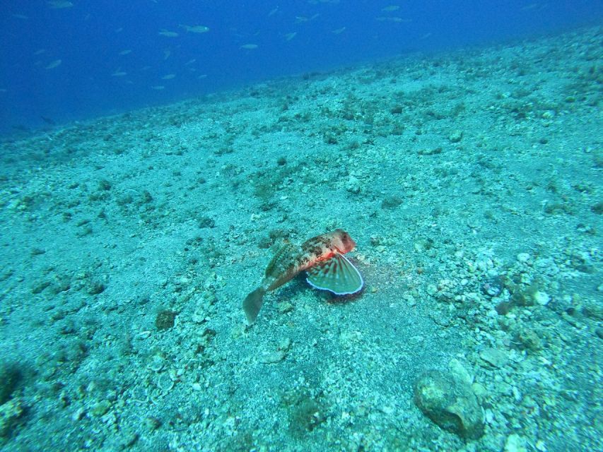 Fuerteventura: Guided Snorkeling in La Lajita With Pickup - Variety of Marine Life