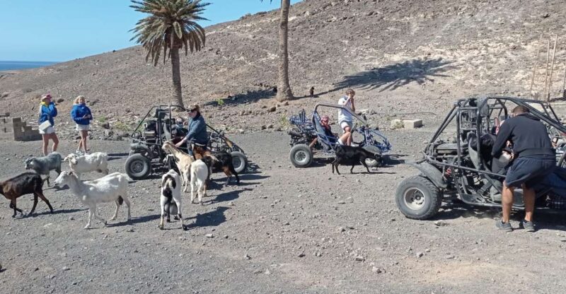Fuerteventura: Jandía Natural Park & The Puertito Buggy Tour - Language and Pickup Options