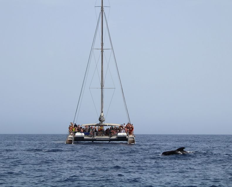 Fuerteventura: Magic Catamaran Trip With Food and Drinks - Wildlife Watching