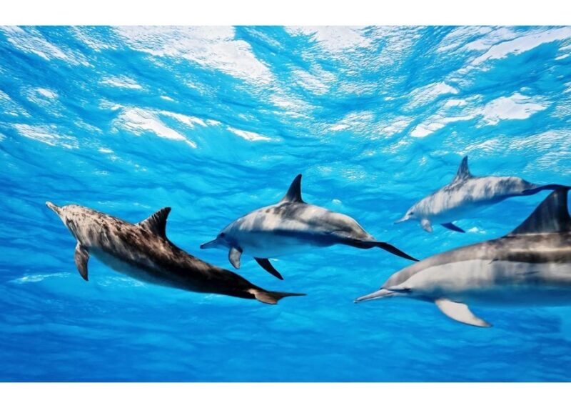 Fuerteventura: Whale & Dolphin Watching Boat Tour With Guide - Experience Highlights