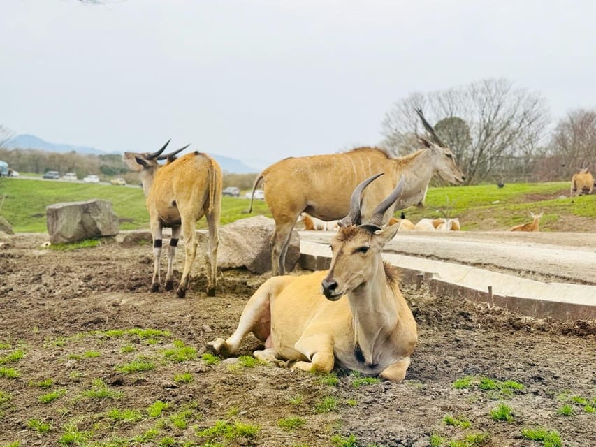 Fukuoka: Kyushu Natural Animal Park & Yufuin Day Tour - Inclusions and Exclusions