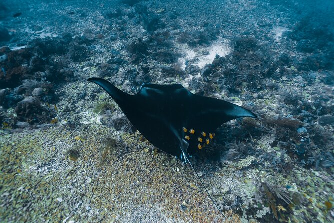 Full-Day Adventure Tour to Komodo Island With Join Speed Boat Tur - Safety and Accessibility