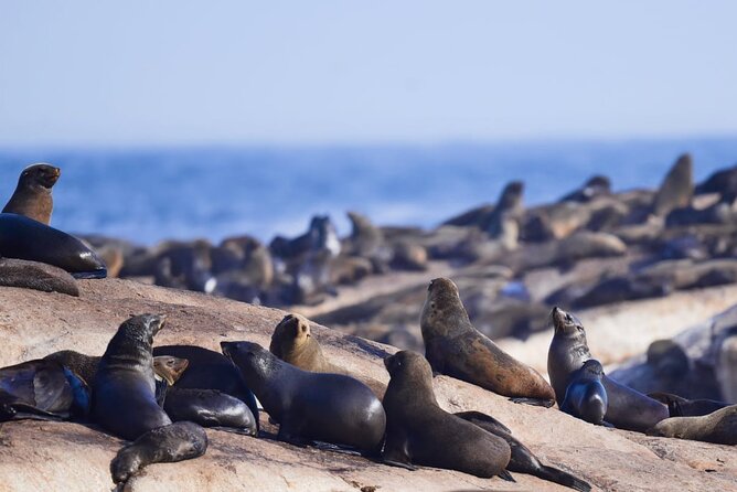 FULL Day Cape of Good Hope and Boulders Penguin Colony - Scenic Route Details