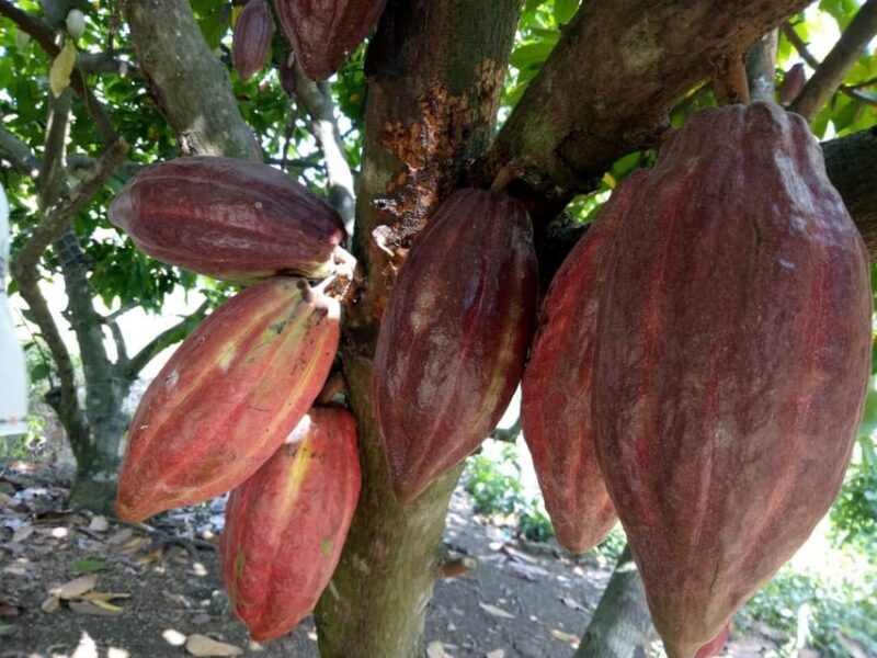 Full Day Experience to Farm and Chocolate - Highlights of the Experience
