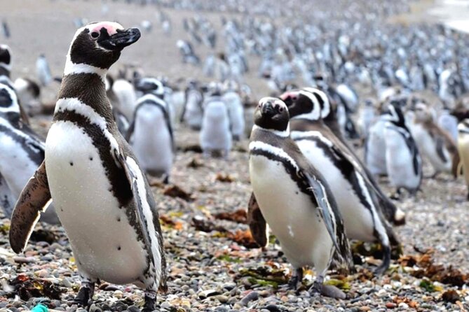 Full Day Punta Tombo - Walking Among Penguins Experience - Madryn - Cancellation Policy