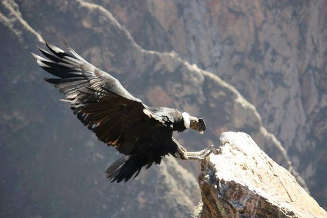 Full Day Trip to Colca Canyon From Arequipa - Inclusions and Costs