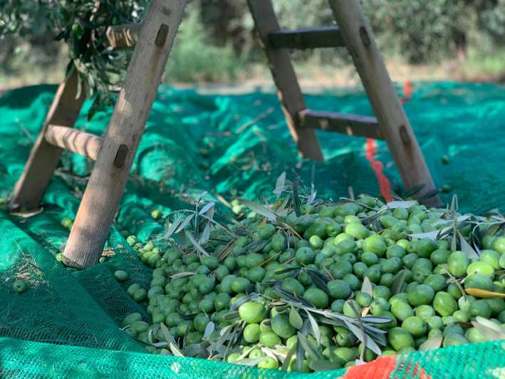 Full Tour: Lets Discover How to Make Olive Oil Tour - Guide and Meeting Point