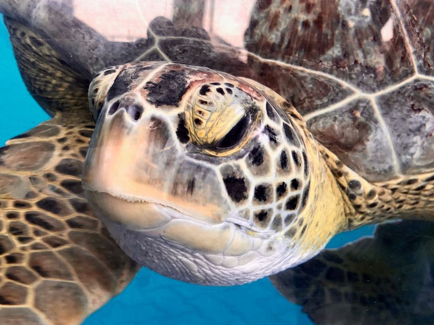 Galle and Bentota Day Tour Colombo - Turtle Hatchery Experience