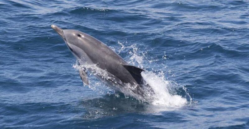 Gibraltar Dolphins Watching Day Trip From Seville - Wildlife Experience