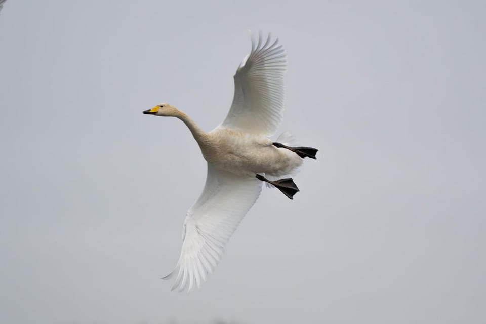 Glasgow: Beginners Wildlife Photography Workshop - Photography Opportunities