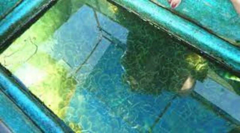 Glass Bottom Boat Ride in Trincomalee - Highlights of the Experience