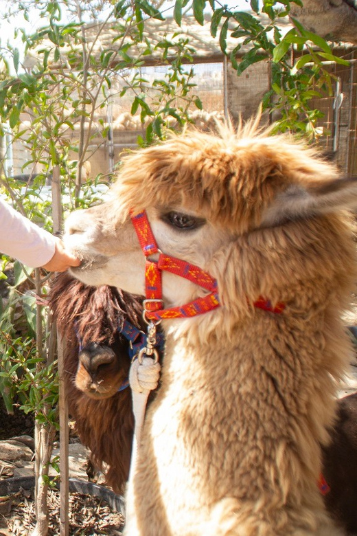 Gozo Alpaca Walks : With Feeding and Farm Visit - Itinerary and Experience