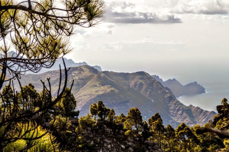 Gran Canaria: Highlights Tour, Hike in the Lauer Forest - What to Expect