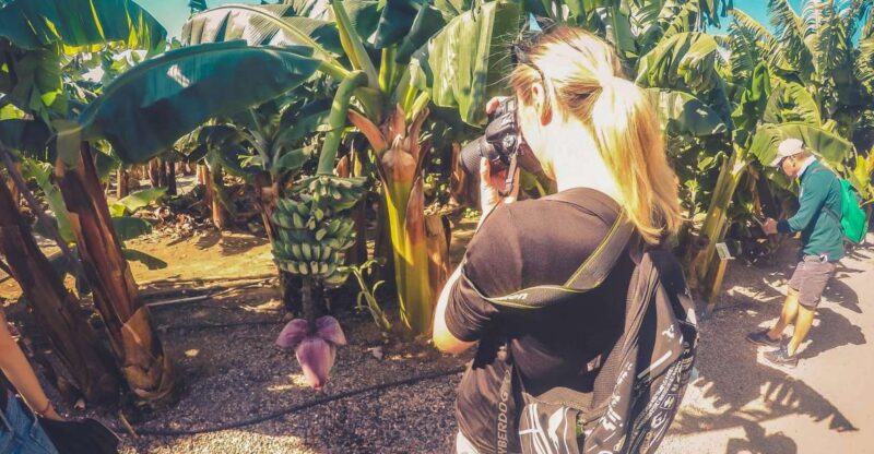 Gran Canaria: North Coast Tour - Salt, Rock Pools, Snorkel ツ - Tour Highlights