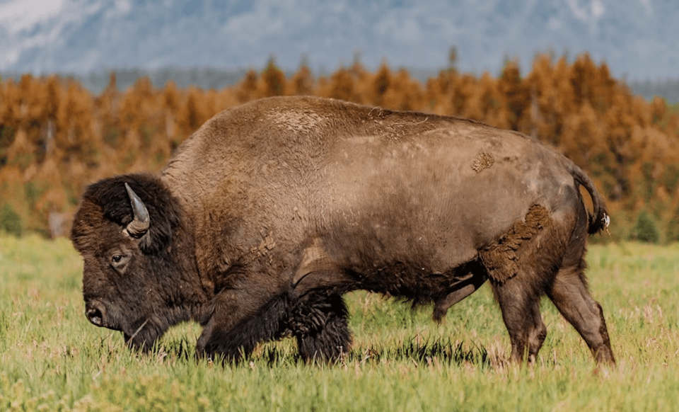 Grand Teton: Private Guided Tour (Sunrise) - Pricing and Cancellation Policy