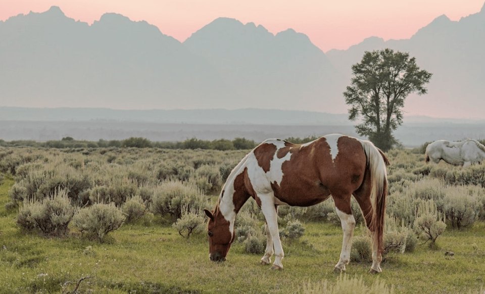 Grand Teton: Private Guided Tour (Sunset) - Frequently Asked Questions