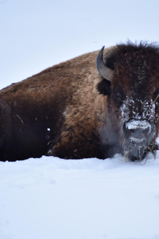 Great Plains Zoo - Animal Exhibits and Experiences