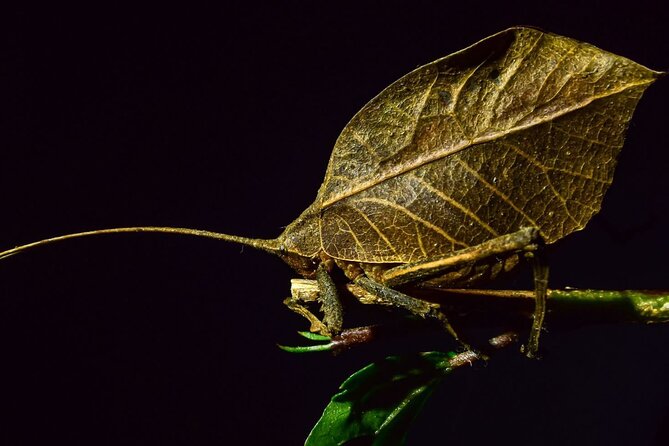 Group Guided Night Walking Tour in Monteverde - Inclusions and Exclusions