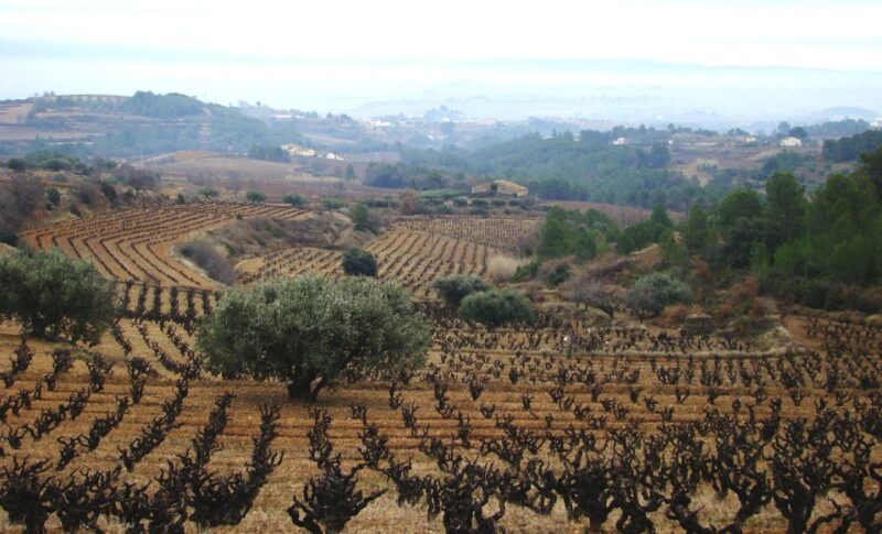 Guardiola De Font-Rubí: Winery & Grill Menu Tour - Participant Information
