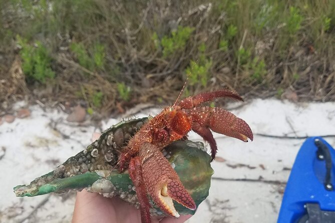 Guided Kayak EcoTour of Beautiful Shell Key Preserve - Scenic Features of the Tour