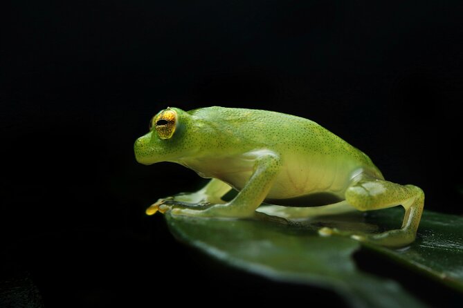 Guided Night Walk in Monteverde - Additional Tour Information
