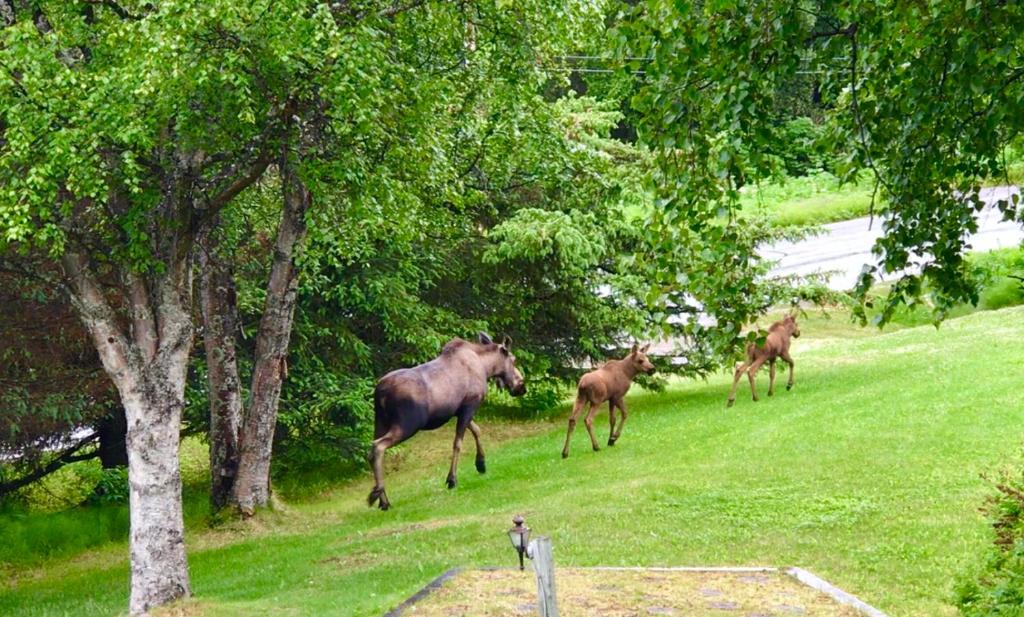 Halcyon Heights B&B/Inn Review