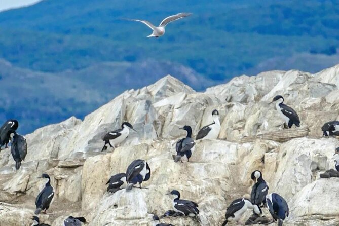 Half Day Beagle Channel Tour to Isla De Lobos and Penguin Colony - Ushuaia, Argentina