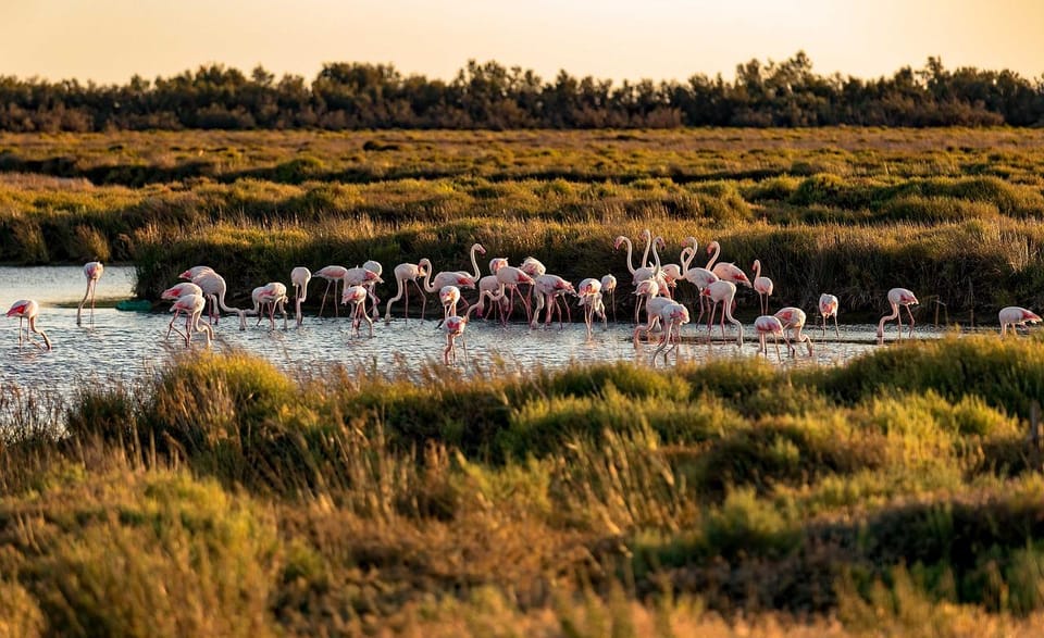 Half Day Camargue Wine Tour: Fortified City and Rosé Wines - Highlights