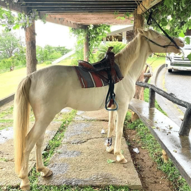 Half-Day City Tour | Puerto Princesa - Mitras Ranch