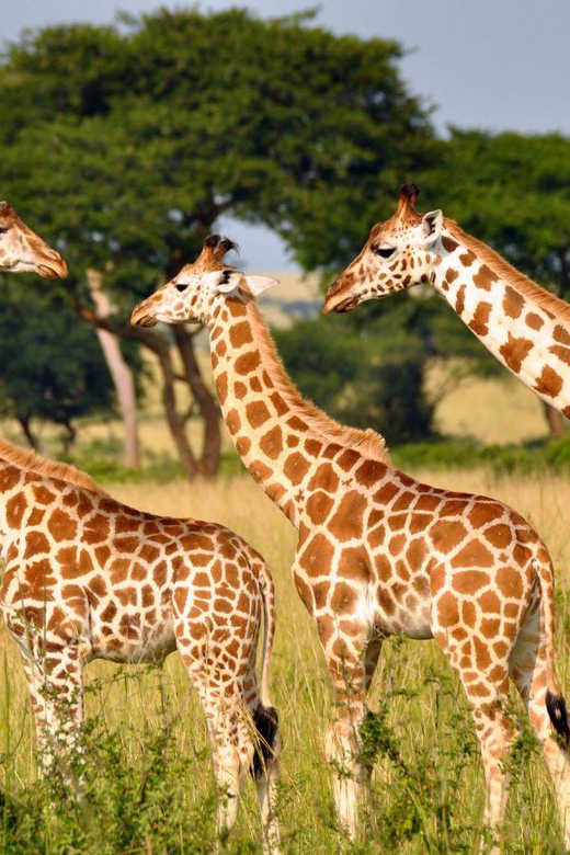 Half-Day Tala Game Reserve & Phezulu Safari Park From Durban - Discovering Phezulu Safari Park