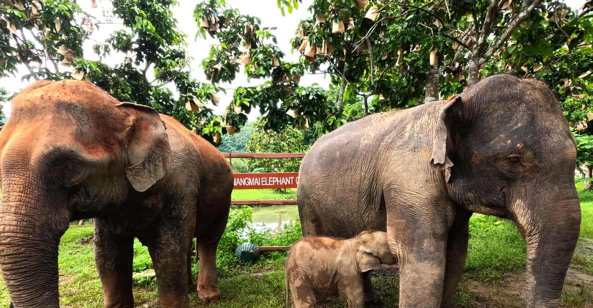 Half-Day Visit at CHIANGMAI ELEPHANT CARE Program (8am-1pm) - Cancellation and Payment