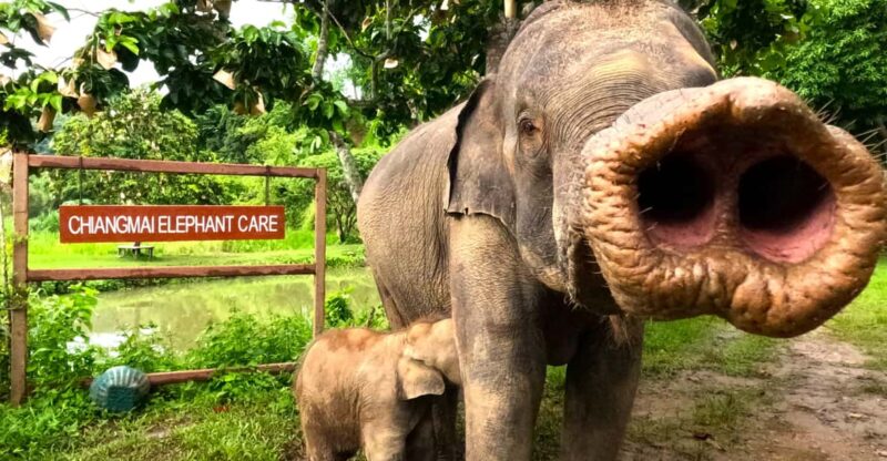 Half-Day With CHIANGMAI ELEPHANT CARE Program (12pm-5pm.) - Elephant Interaction Highlights