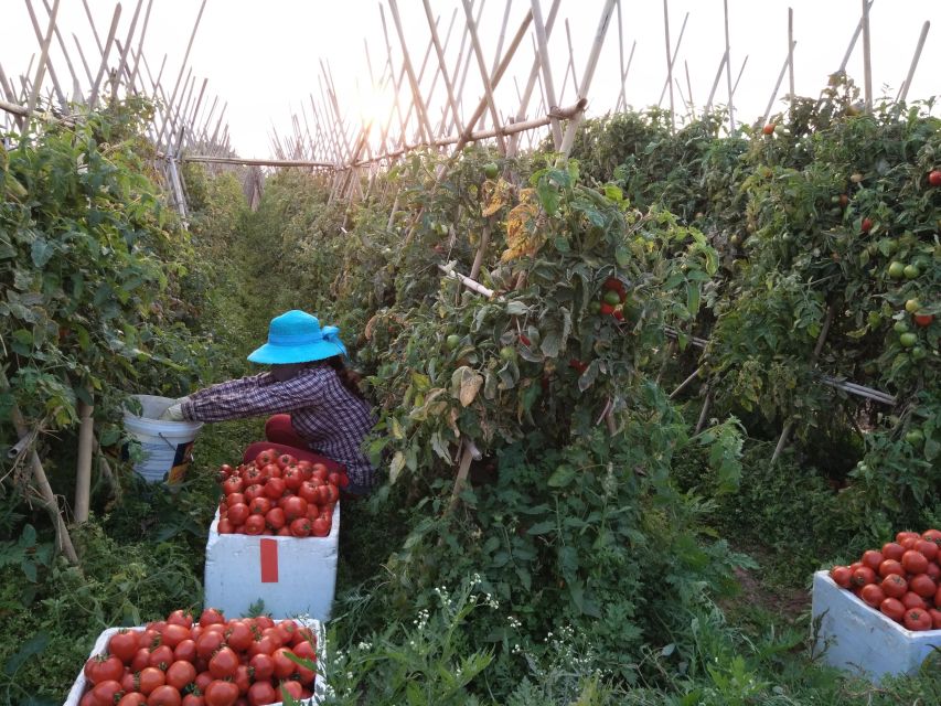 Hanoi Farm Tour and Cooking Class With Local Family - Included Services