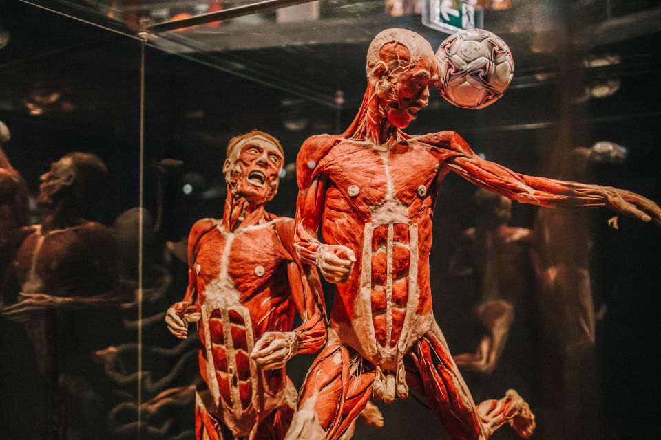 Heidelberg: BODY WORLDS Museum Entrance Ticket - Interactive Experiences