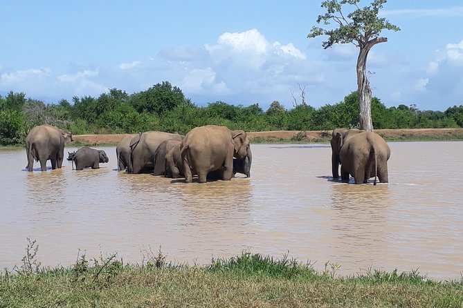 Hello One Day Udawalawe National Park Elephant Safari - Inclusions and Pricing