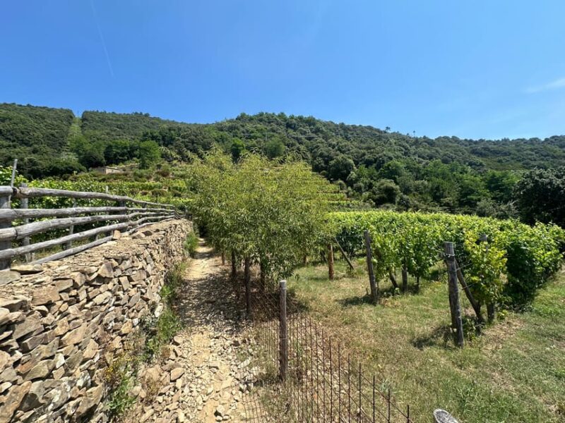 Hiking and Wine Tasting Experience - Highlights and Unique Features