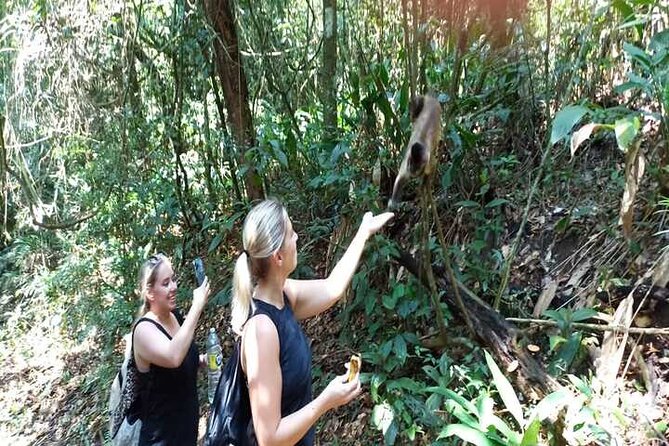 Hiking Ecotour Jaraguá Park – Incredible Rain Forest Landscapes In São Paulo - Participant Feedback and Experiences